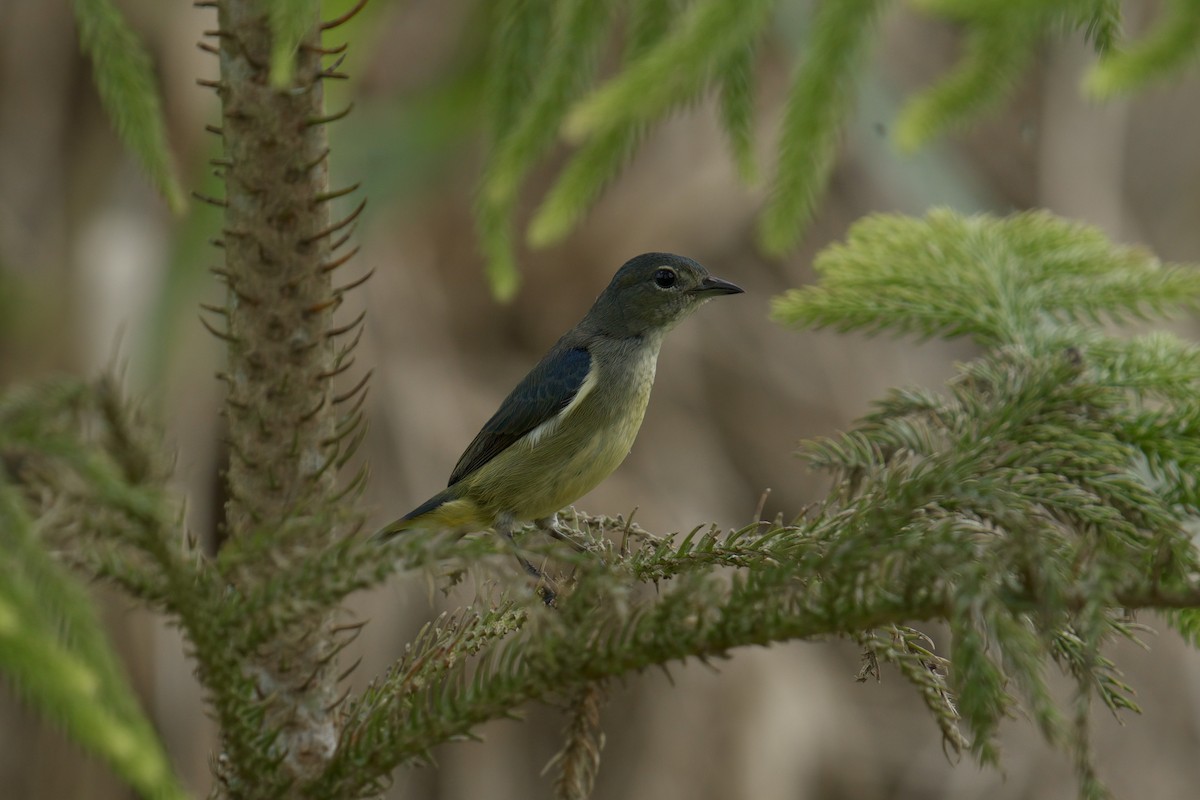 Fire-throated Flowerpecker - ML643063805