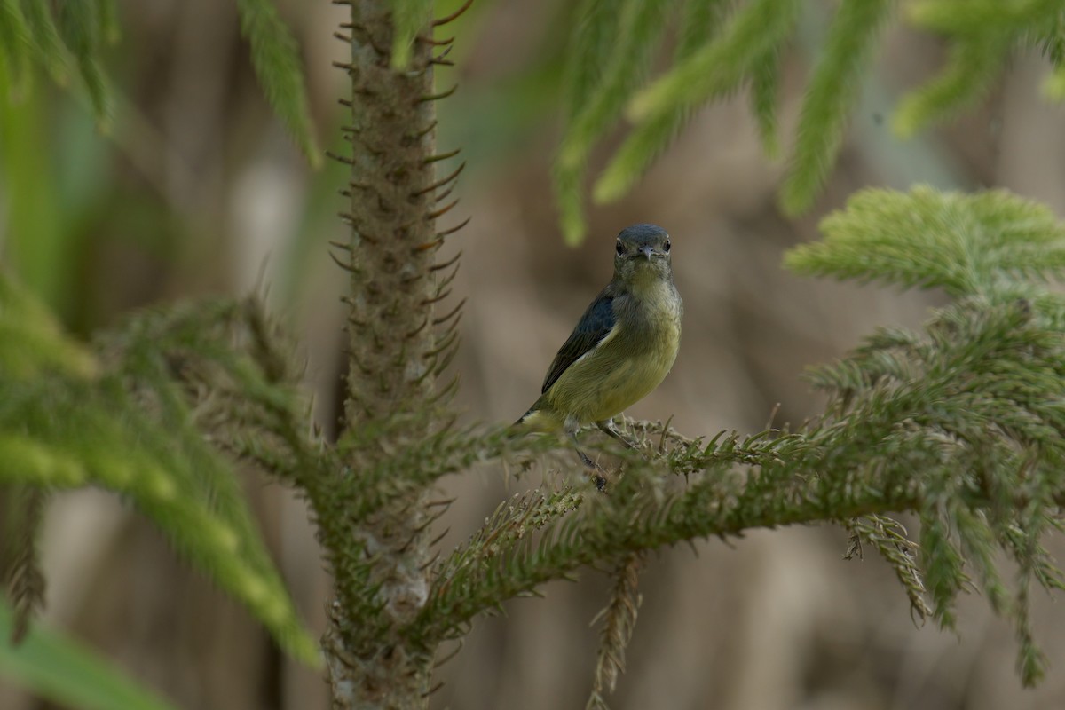 Fire-throated Flowerpecker - ML643063806