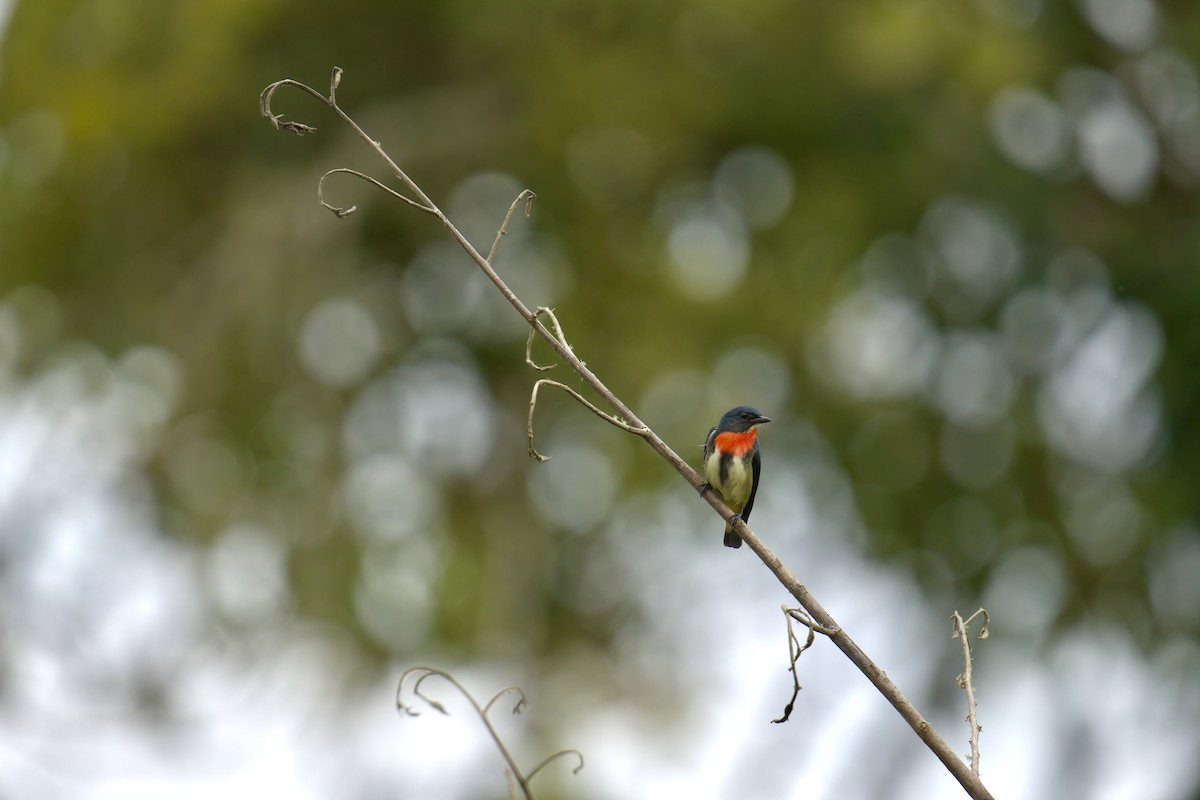 Fire-throated Flowerpecker - ML643063808