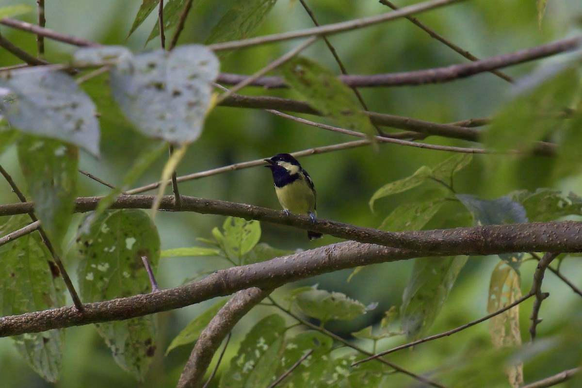 Elegant Tit - ML643063849