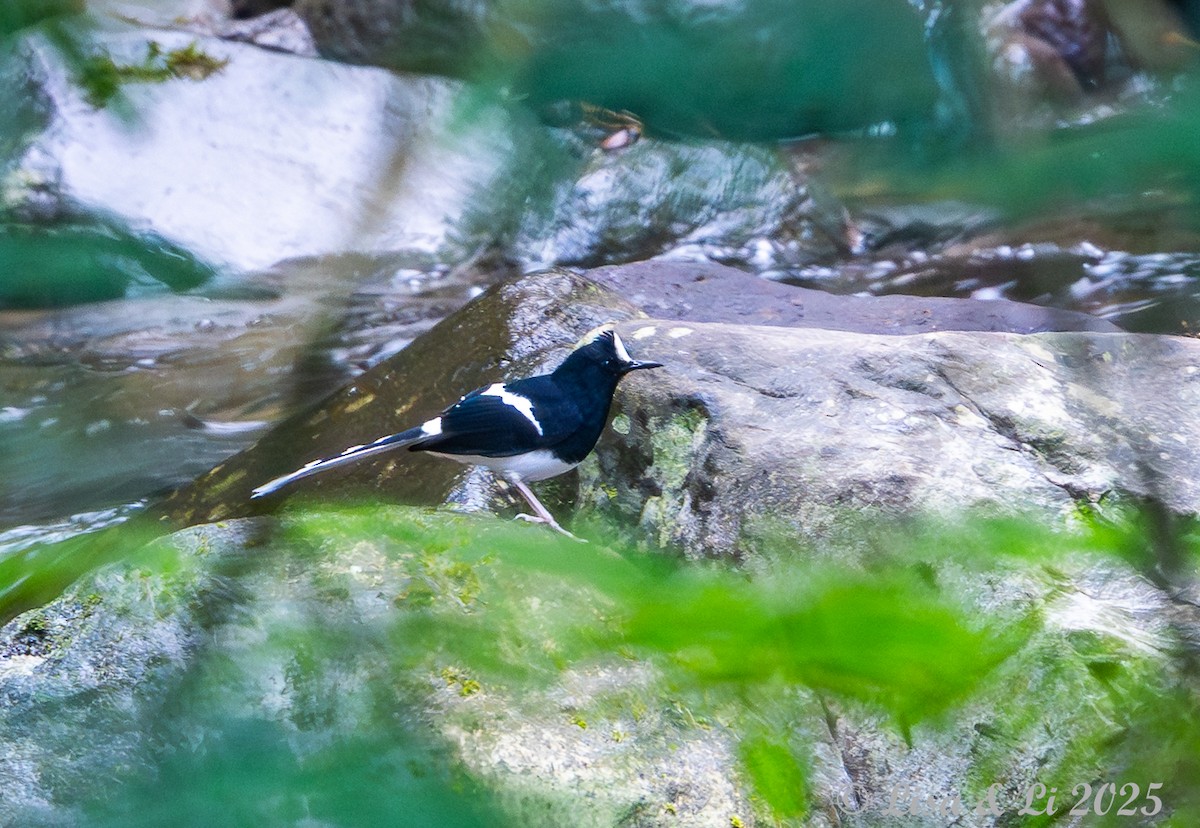 White-crowned Forktail (Javan) - ML643063862