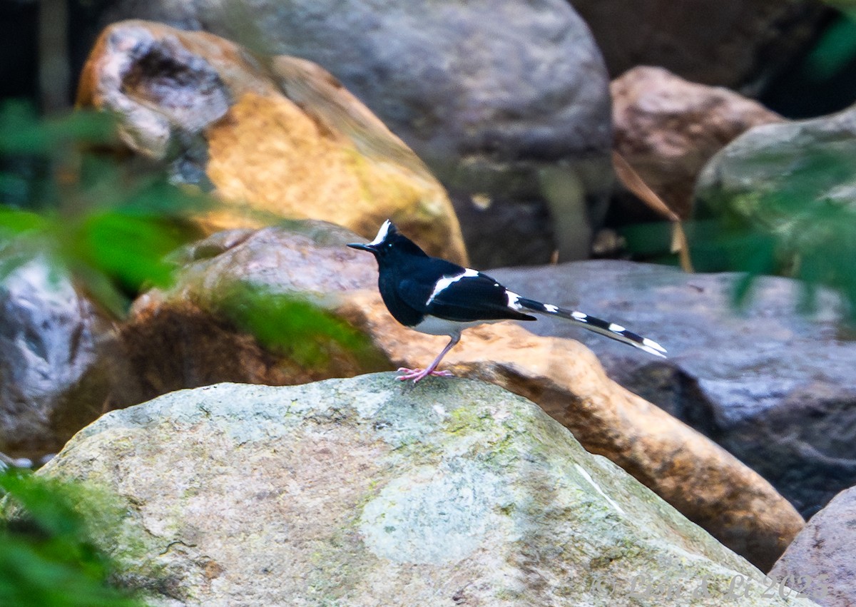 White-crowned Forktail (Javan) - ML643063863