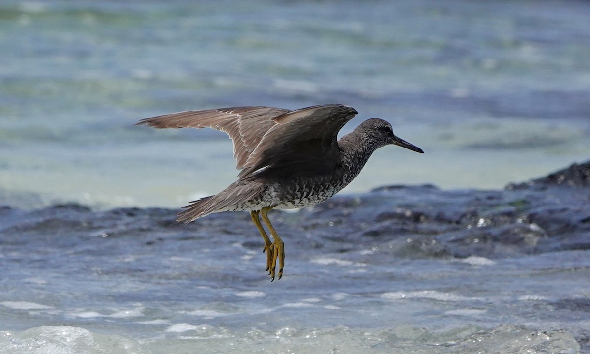 Wandering Tattler - ML643063875