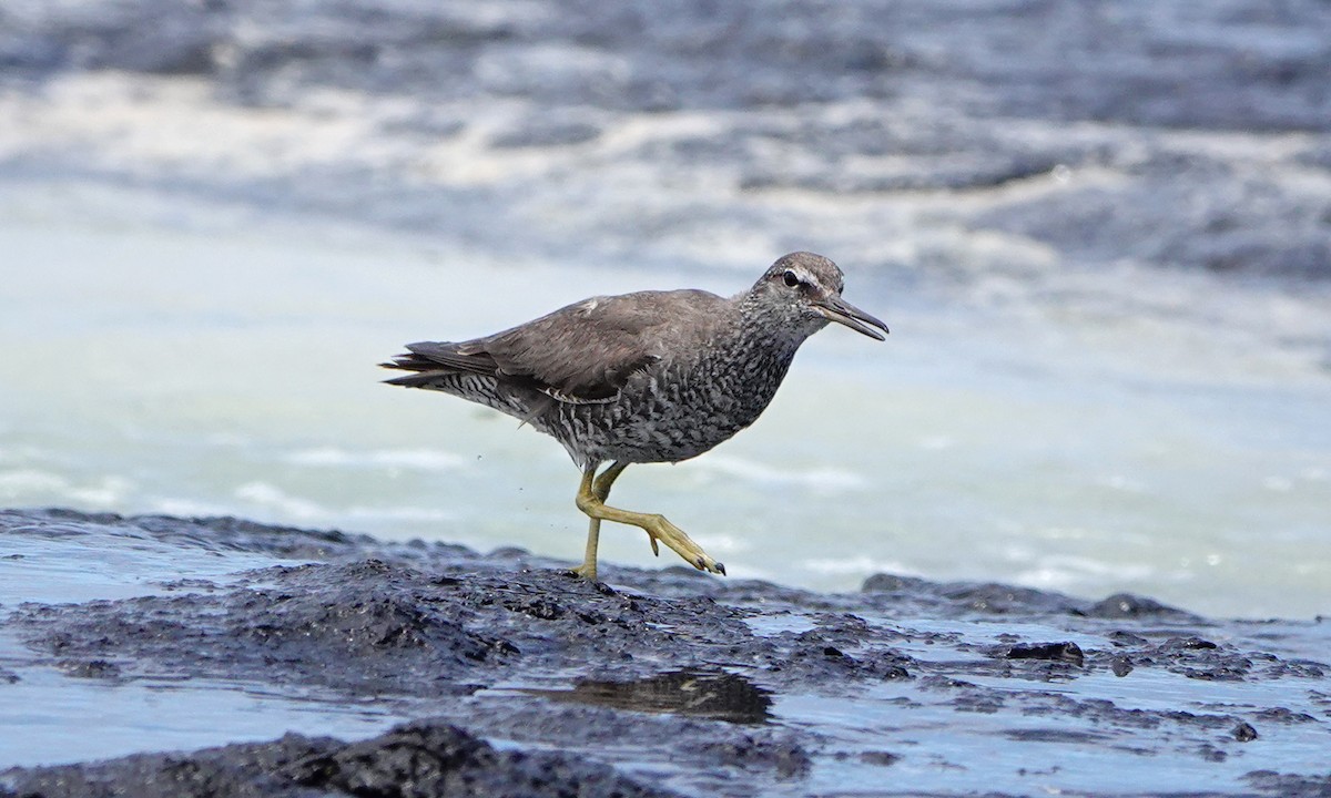 Wandering Tattler - ML643063876