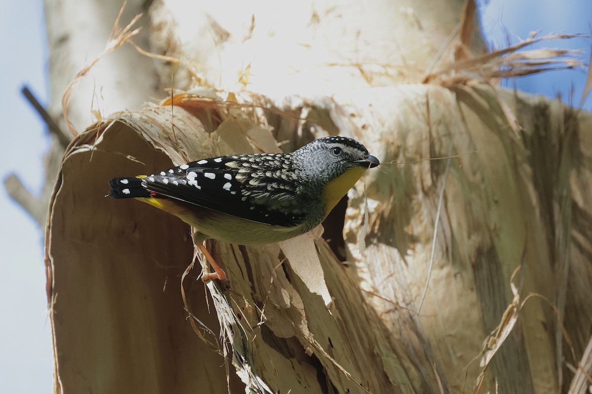 Spotted Pardalote - ML643063903