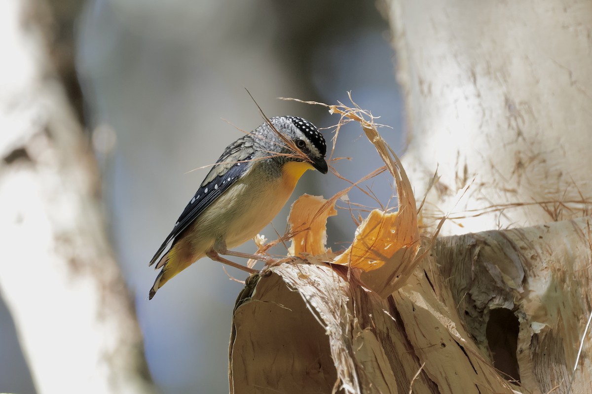 Spotted Pardalote - ML643063904