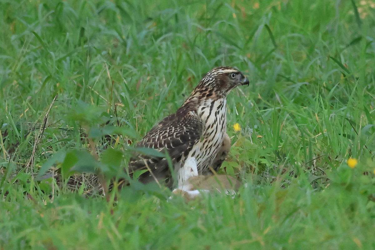 American Goshawk - ML643063936