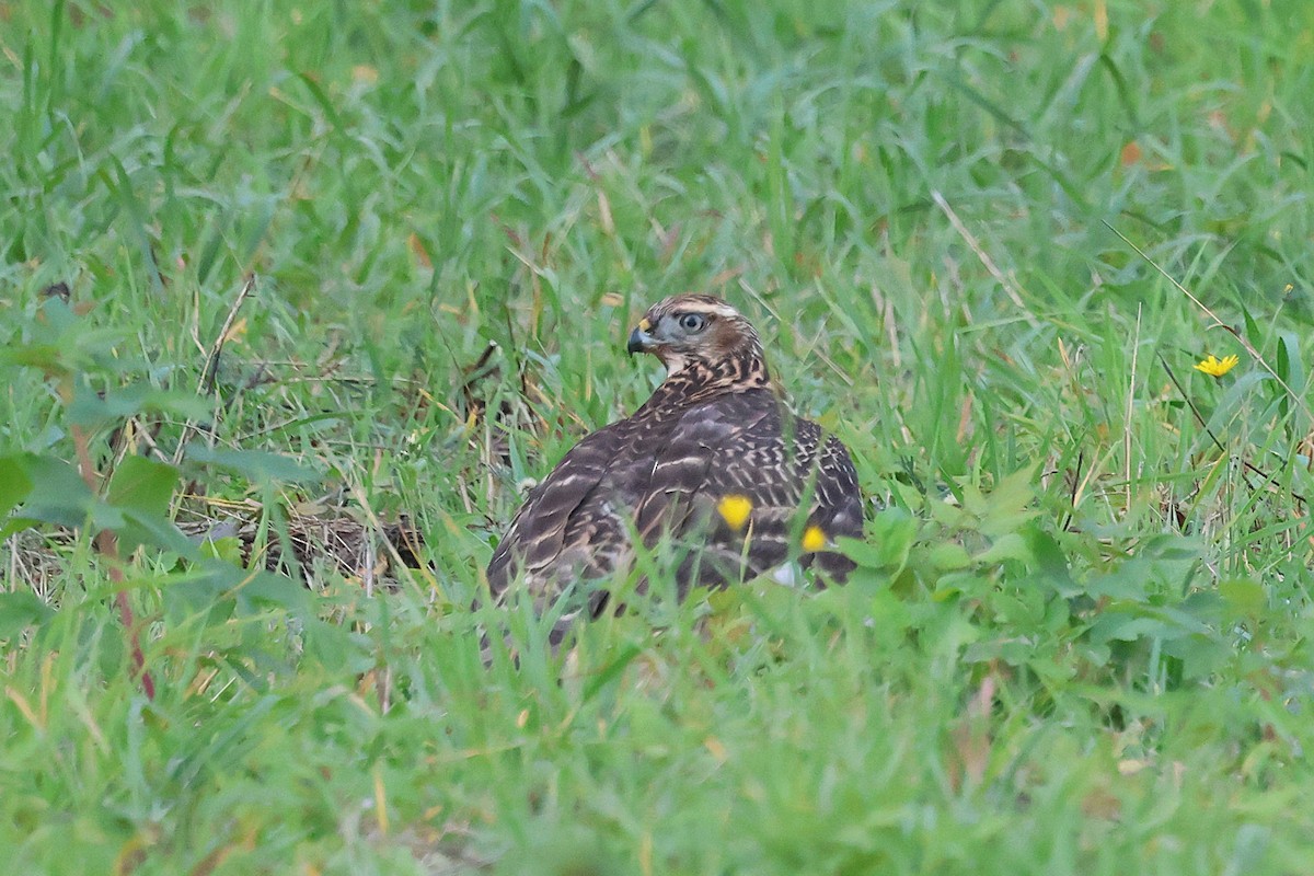 American Goshawk - ML643063937
