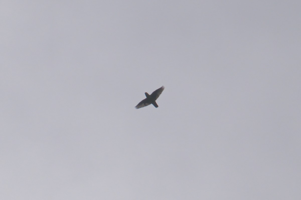 Coryllis des Philippines - ML643063971