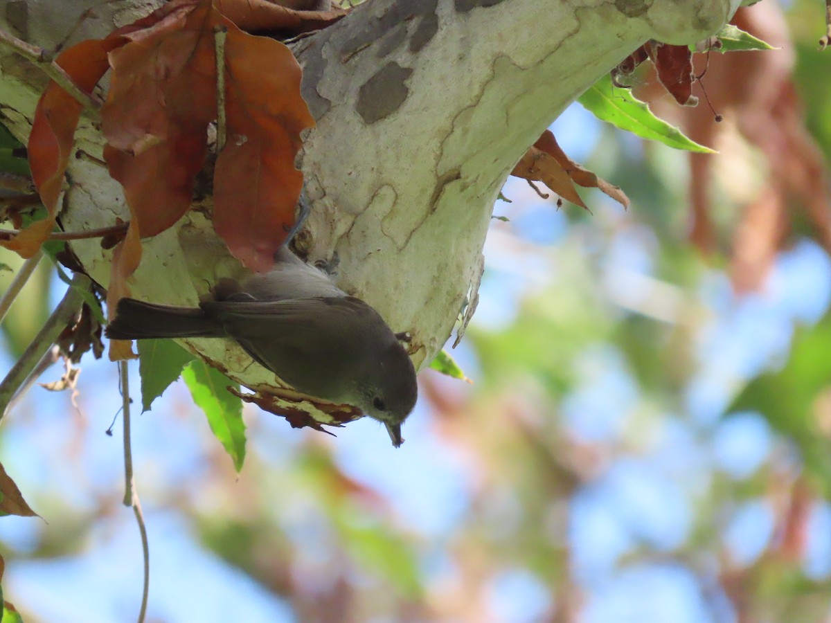 Oak Titmouse - ML643063983