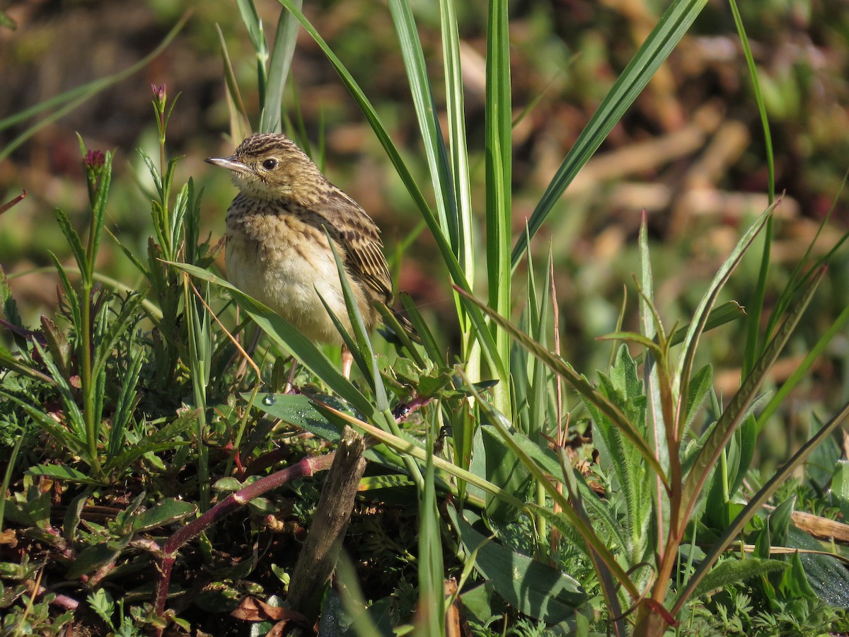 Yellowish Pipit - ML643064009