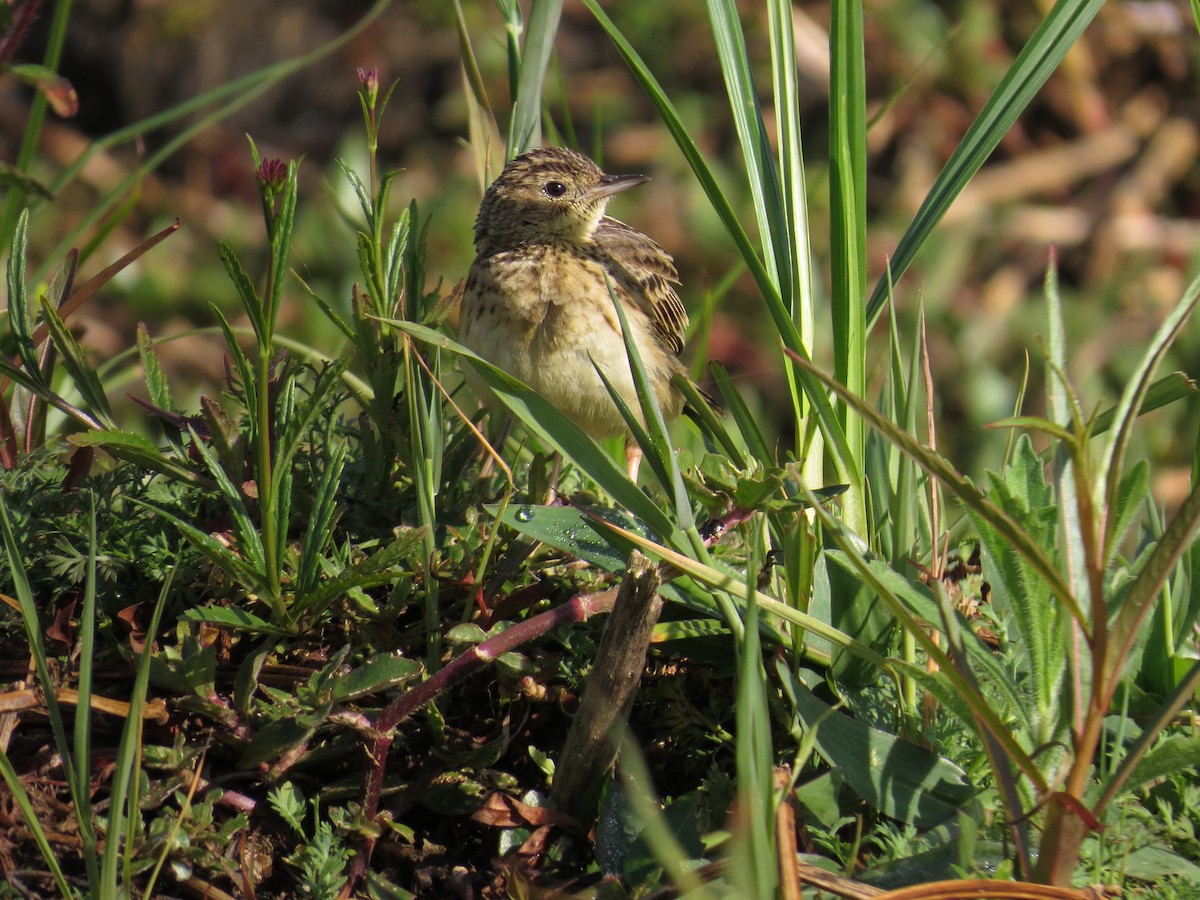 Yellowish Pipit - ML643064017