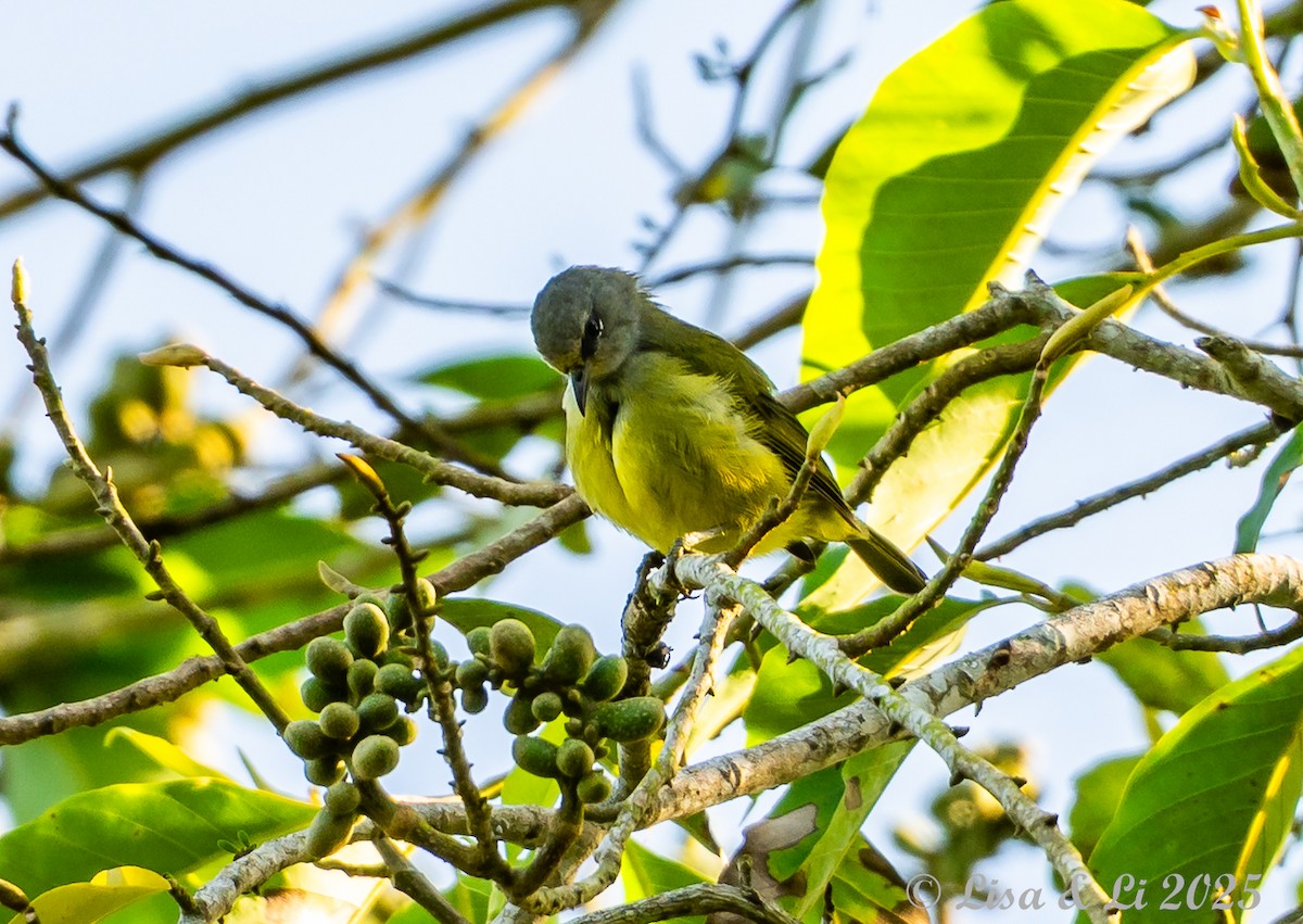 Javan Heleia - ML643064019