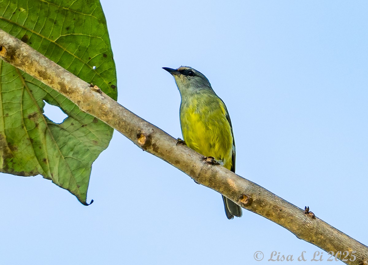 Javan Heleia - ML643064020