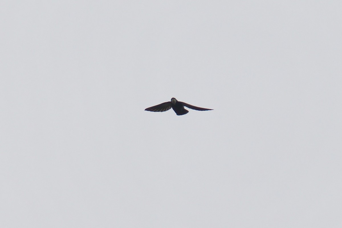Philippine Spinetail - ML643064022