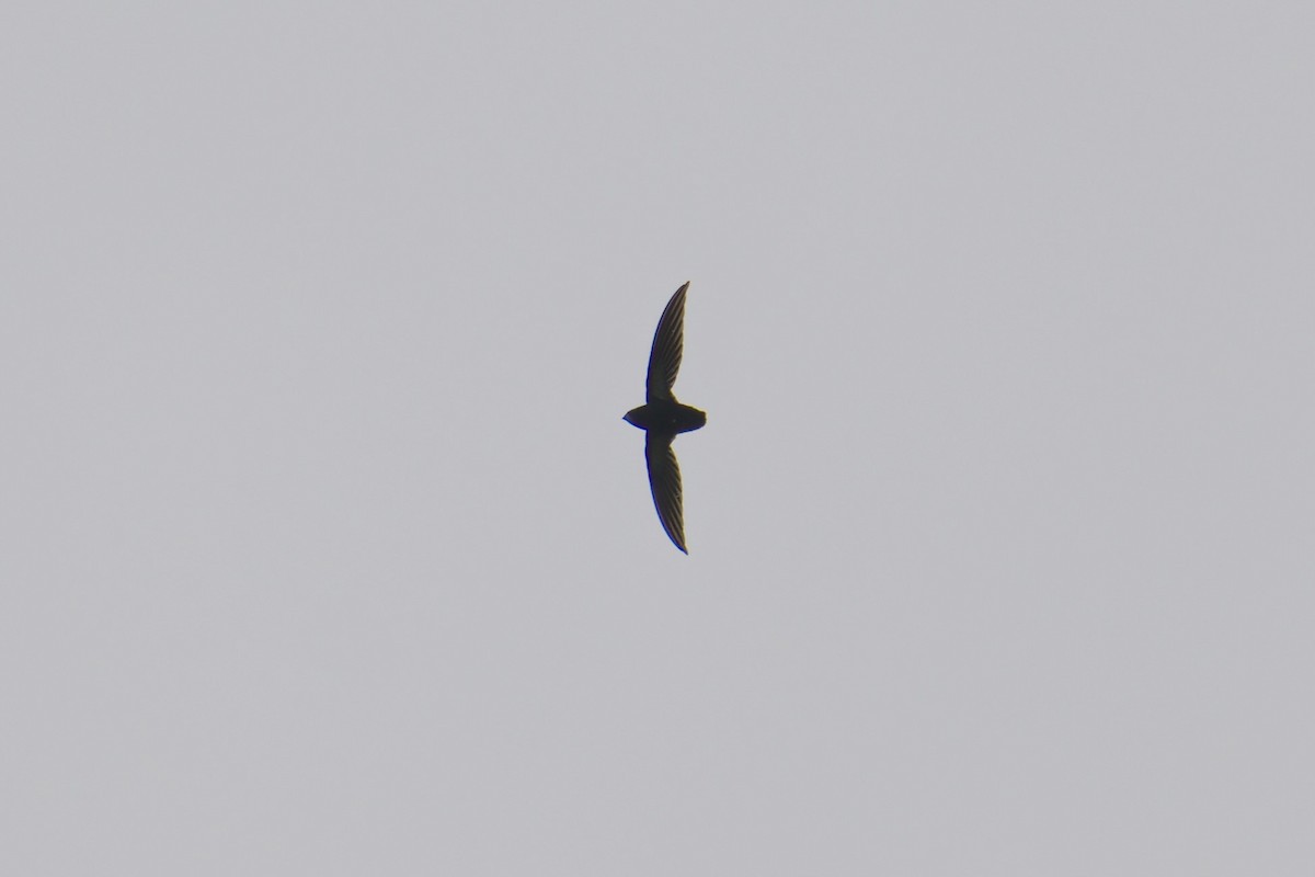 Philippine Spinetail - ML643064023