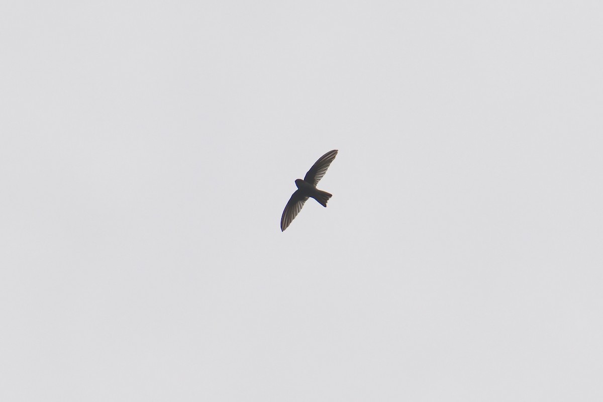 Philippine Spinetail - ML643064024