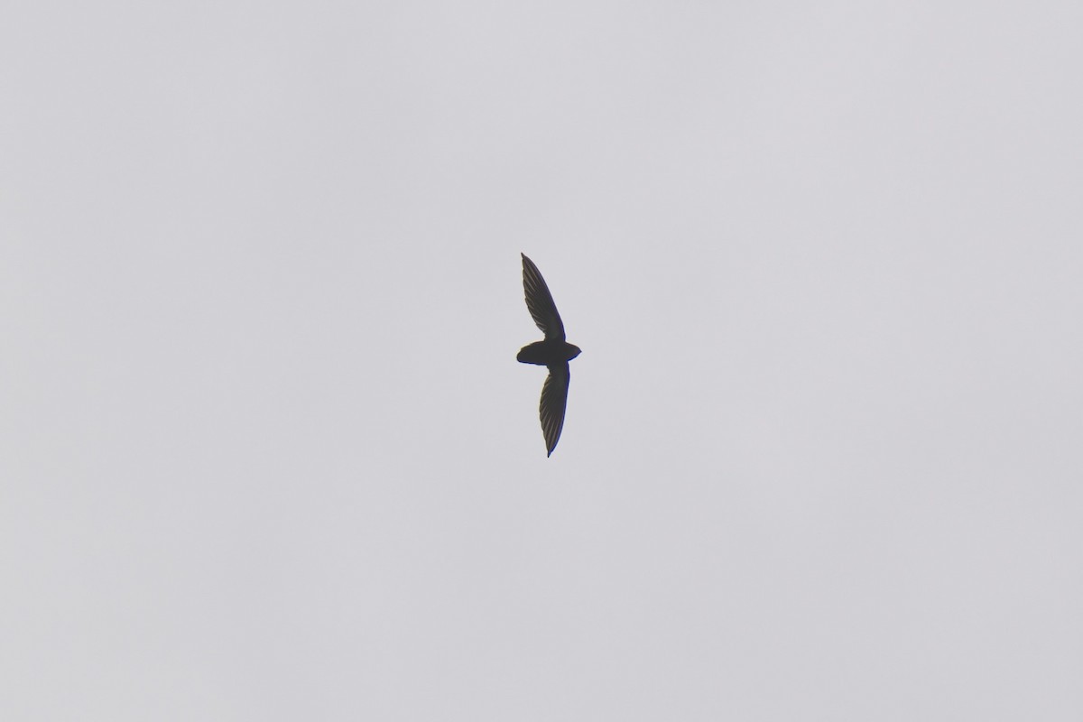 Philippine Spinetail - ML643064025