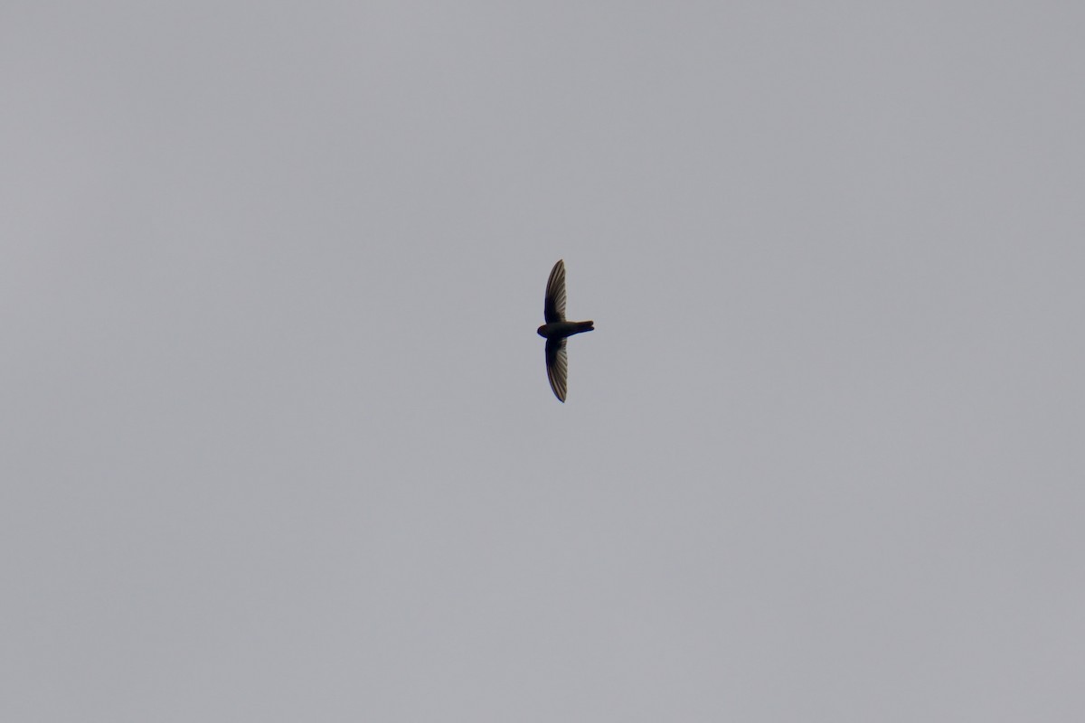 Philippine Spinetail - ML643064027