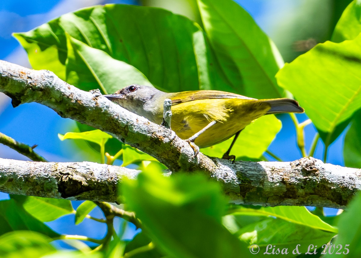 Javan Heleia - ML643064039