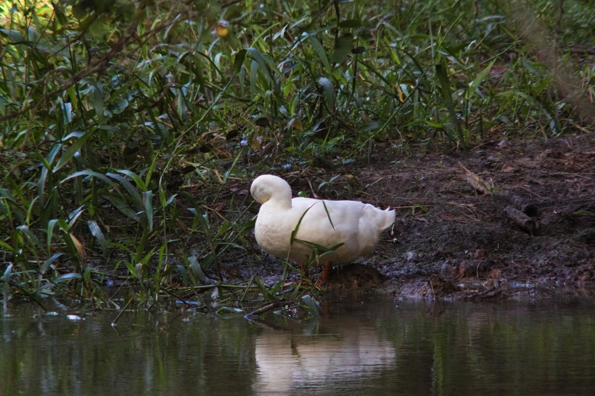 anatidé sp. (canard sp.) - ML643064041