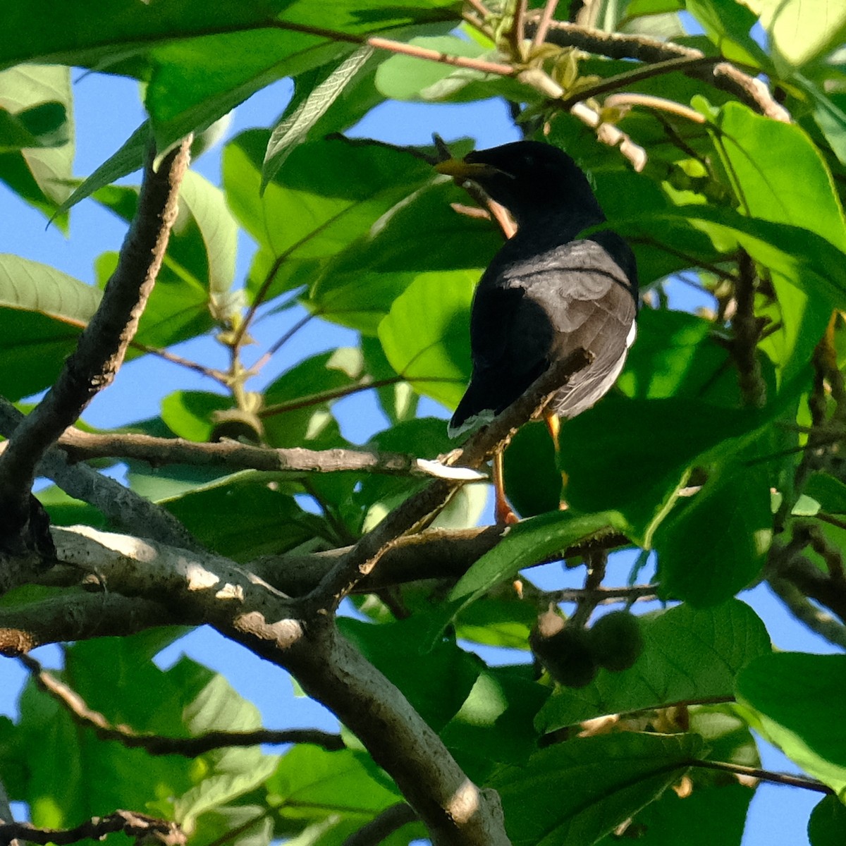 Javan Myna - ML643064042