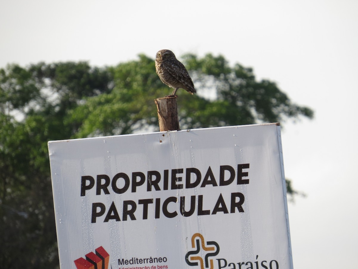 Burrowing Owl - ML643064047