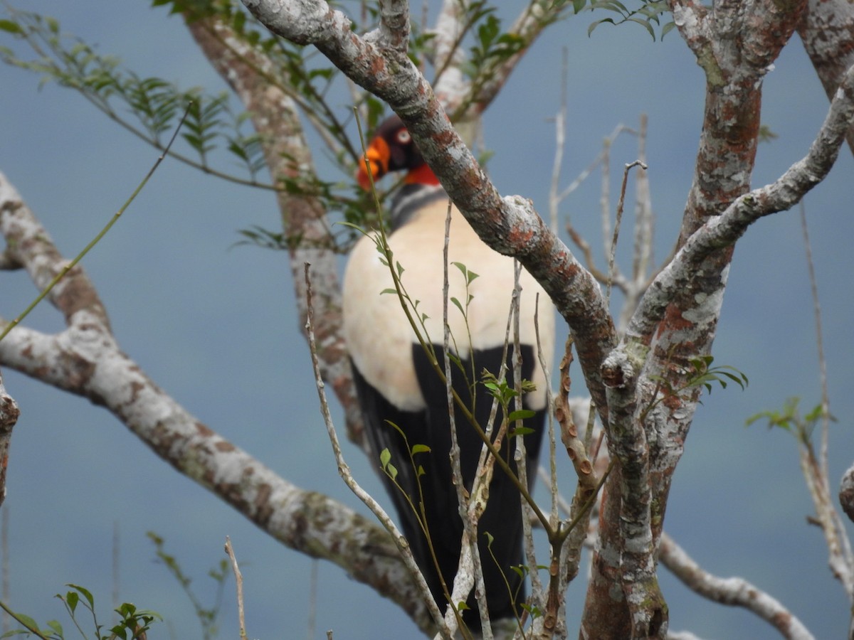 King Vulture - ML643064050