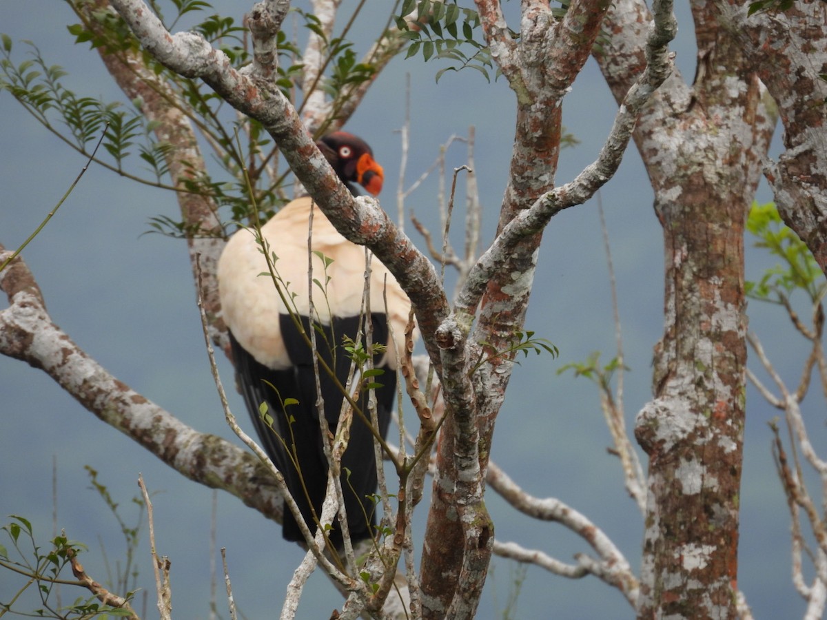 King Vulture - ML643064051