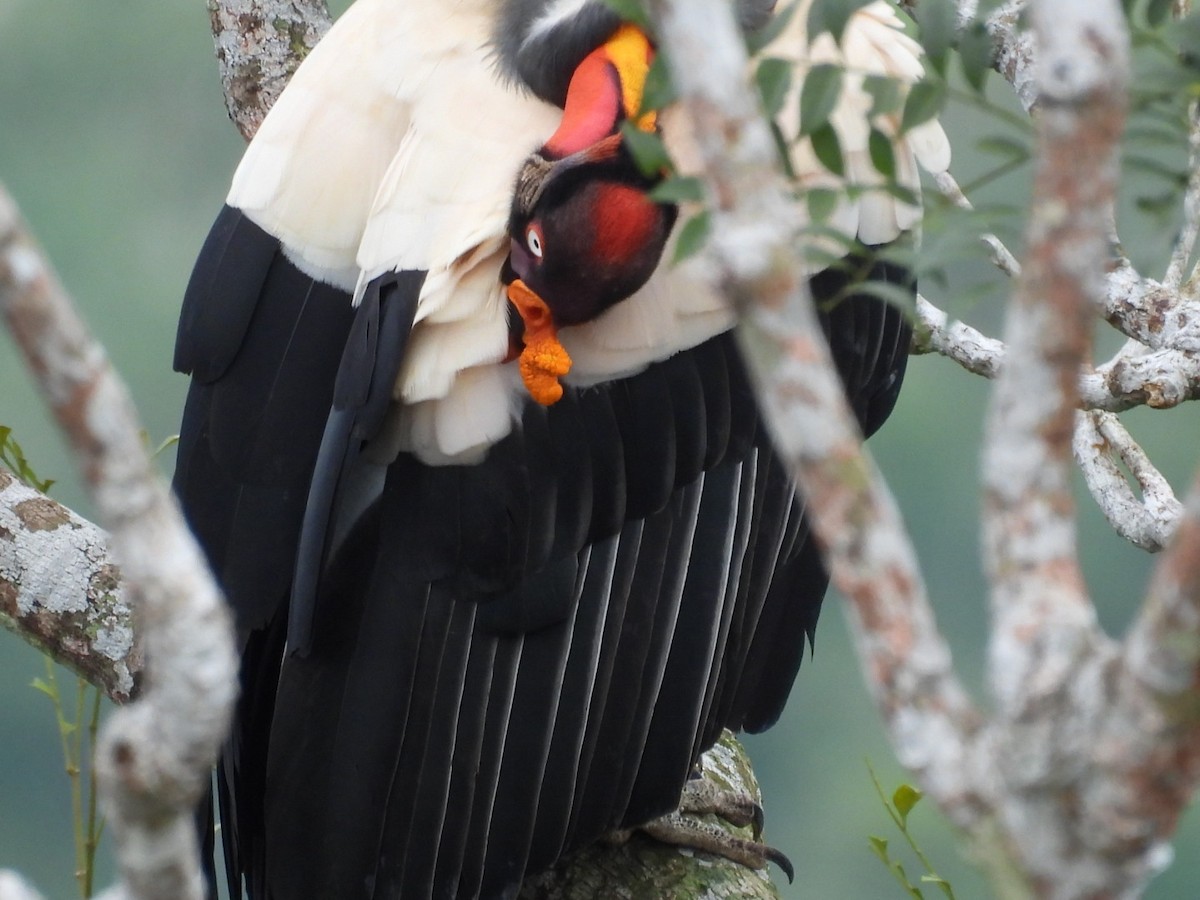 King Vulture - ML643064052