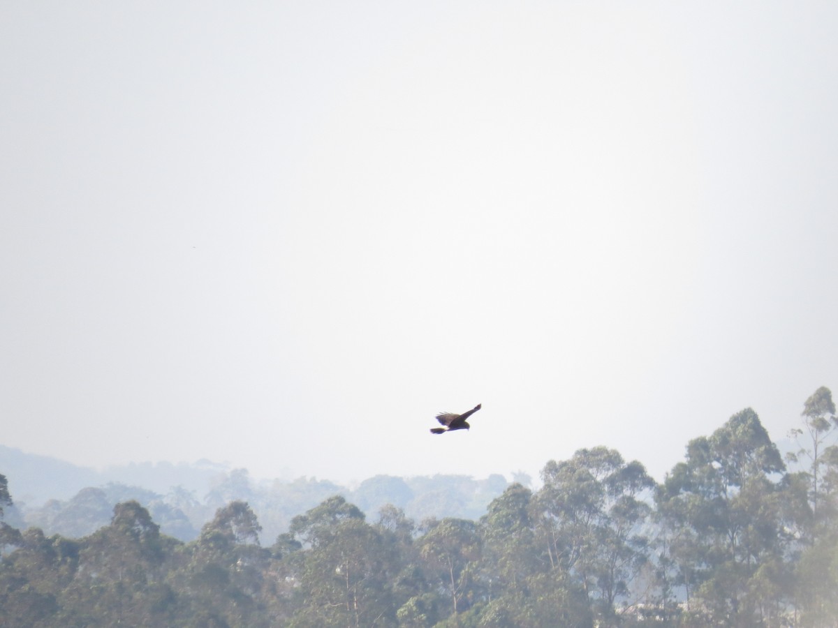 Snail Kite - ML643064062