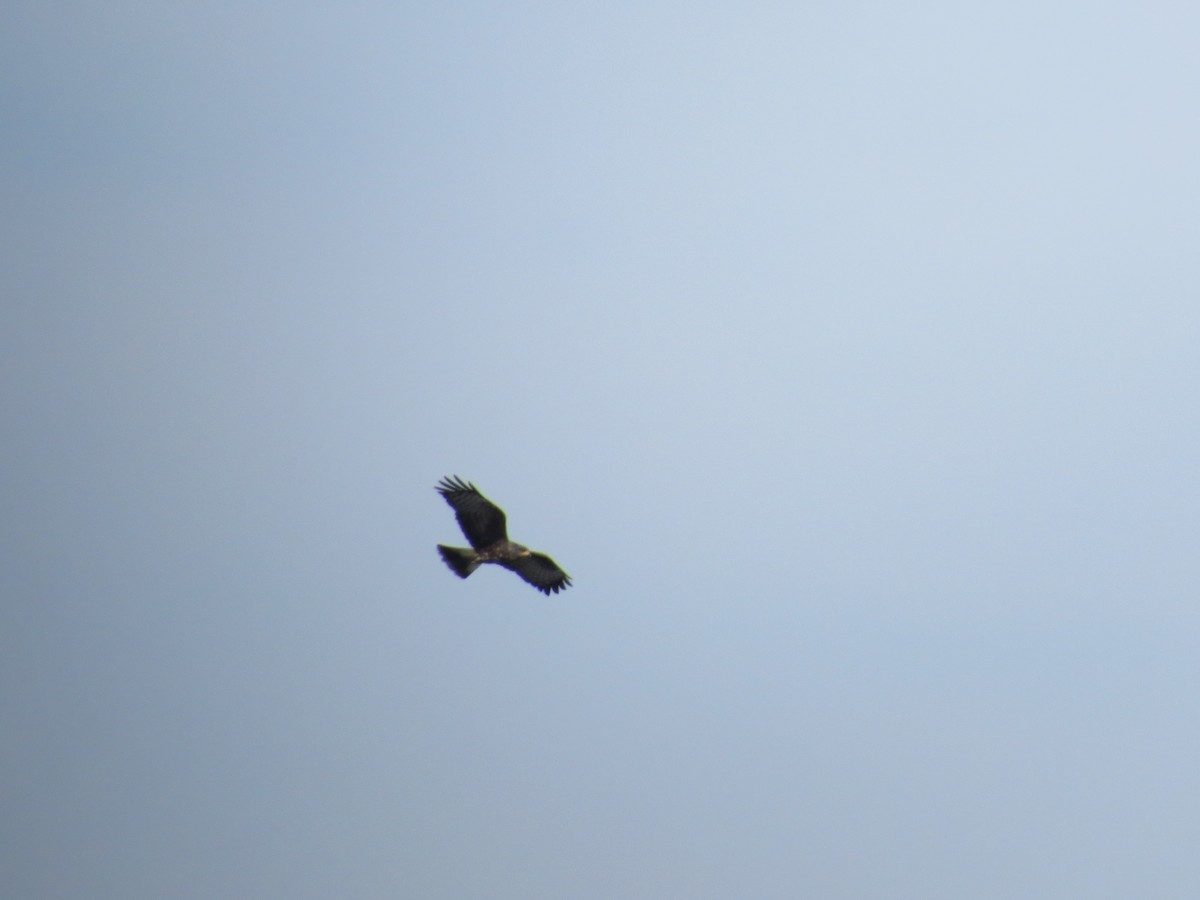 Snail Kite - ML643064063