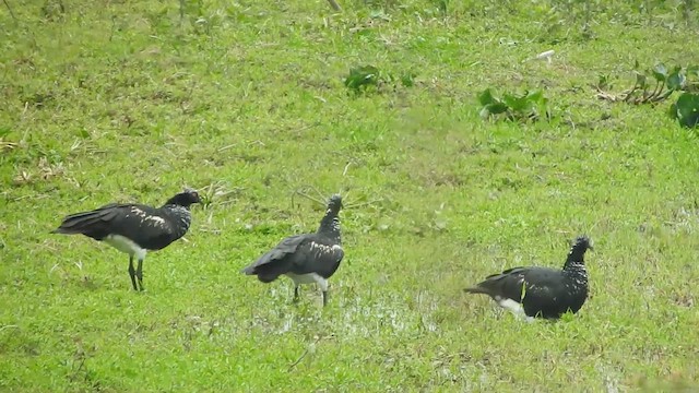 Horned Screamer - ML643064066