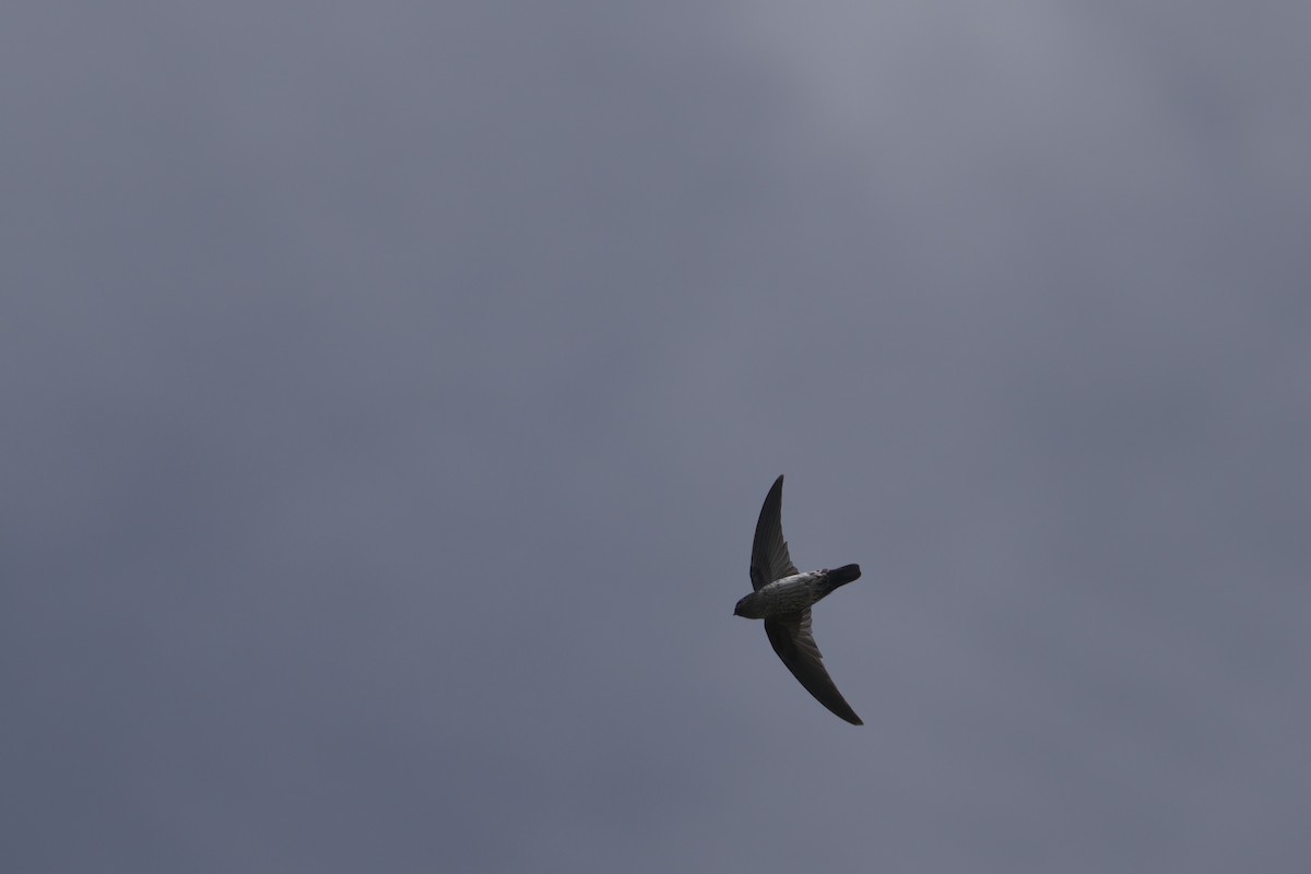 Ridgetop Swiftlet - ML643064069