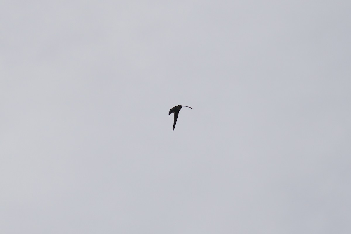 Ridgetop Swiftlet - ML643064070