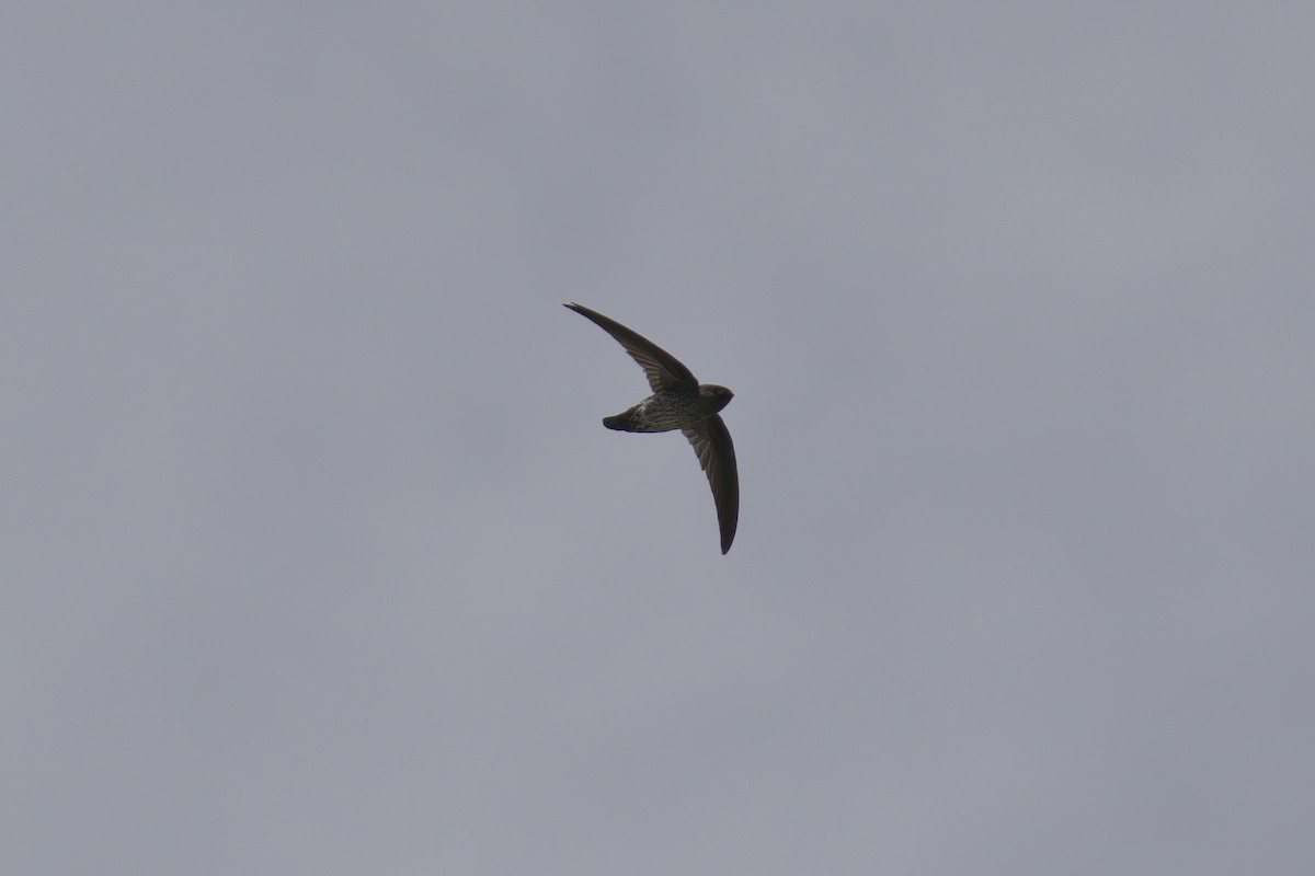 Ridgetop Swiftlet - ML643064072
