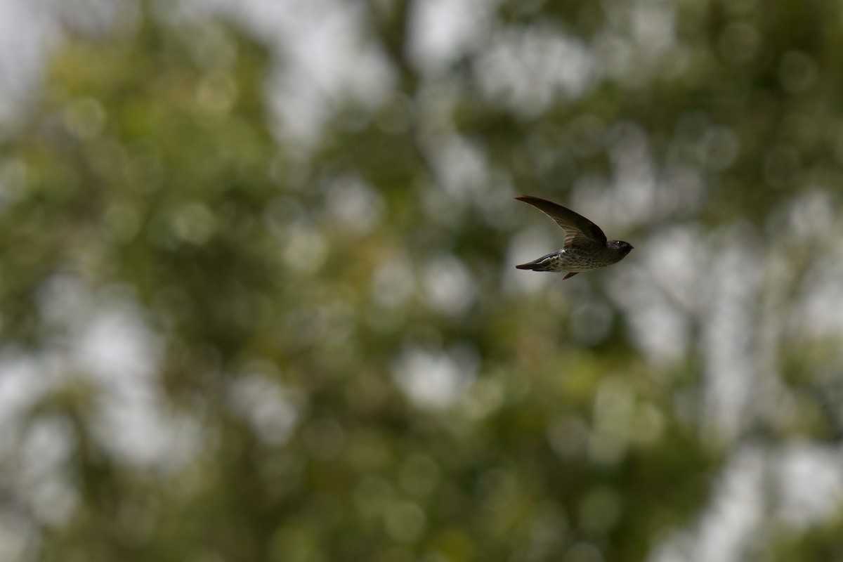 Ridgetop Swiftlet - ML643064073
