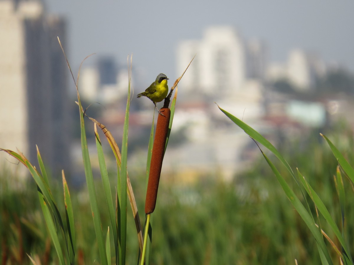 Southern Yellowthroat - ML643064075