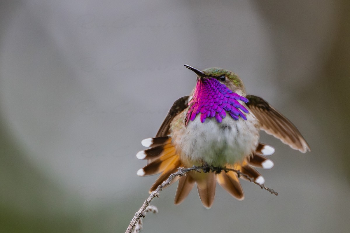 Bumblebee Hummingbird - ML643064076