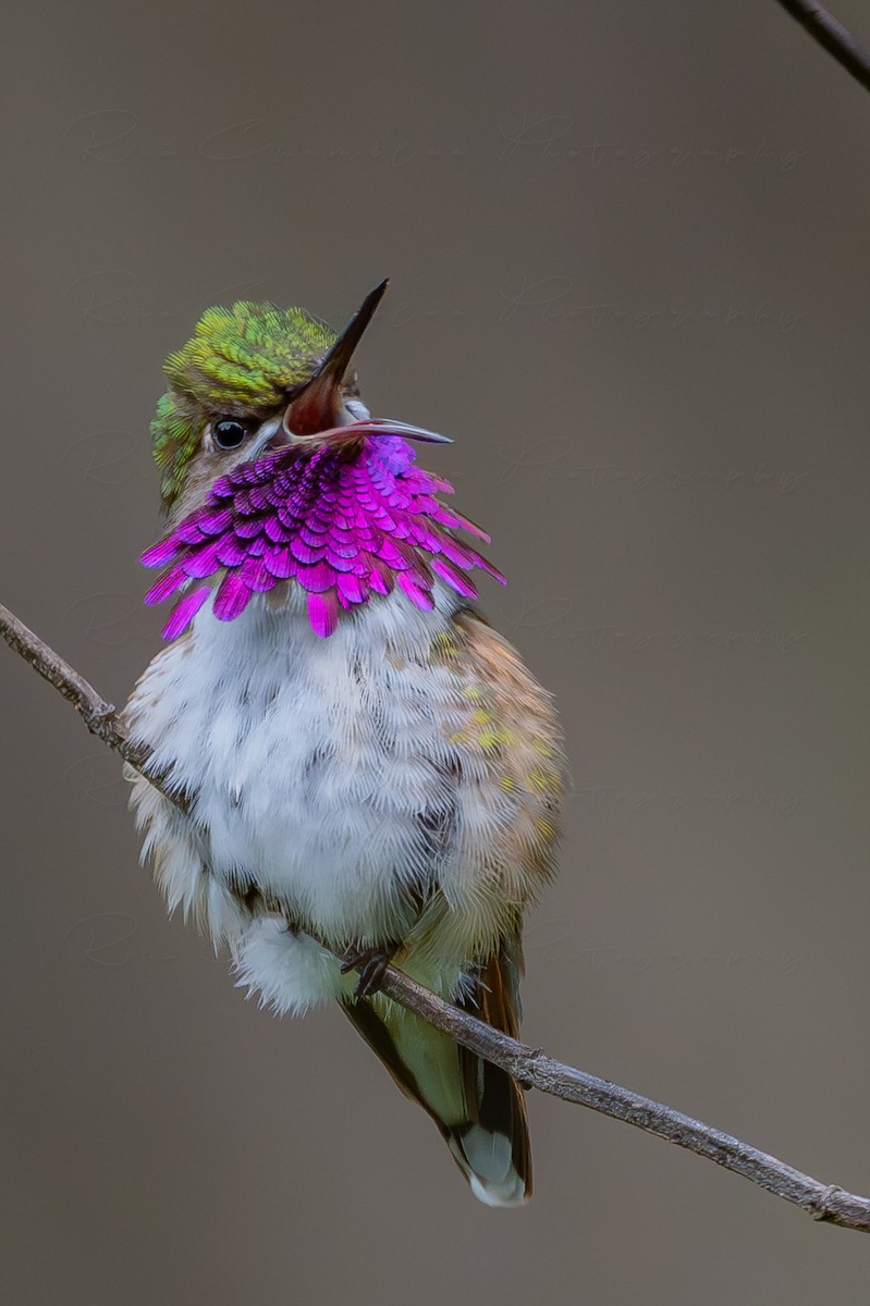 Bumblebee Hummingbird - ML643064077