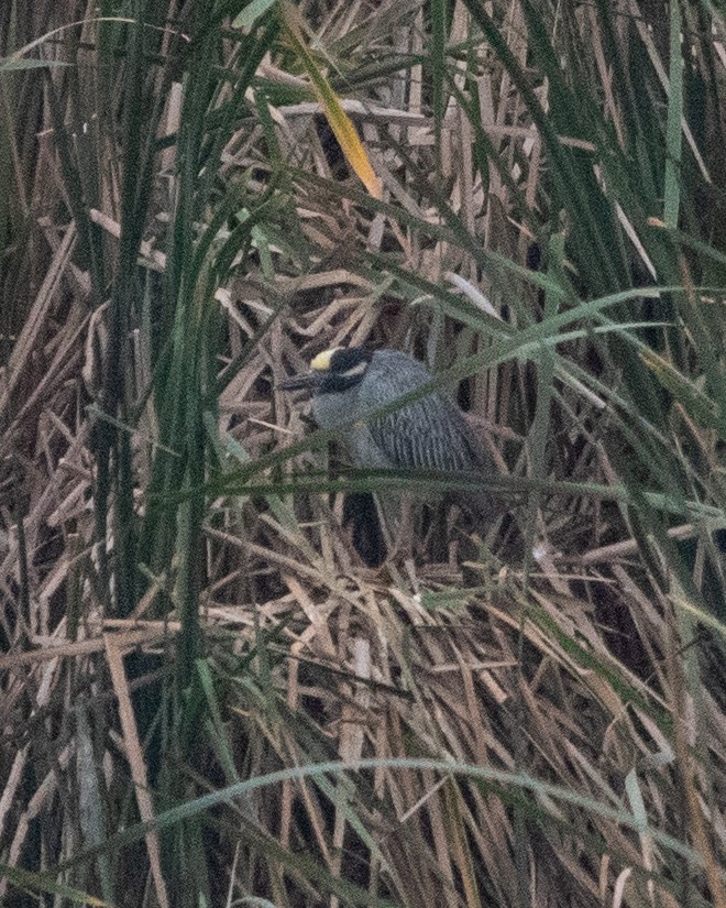 Yellow-crowned Night Heron - ML643064078