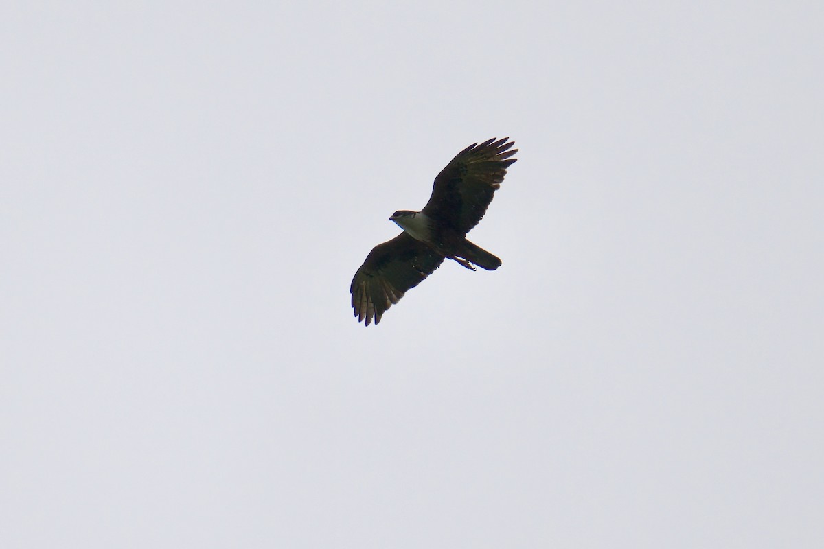 アカハラクマタカ - ML643064087