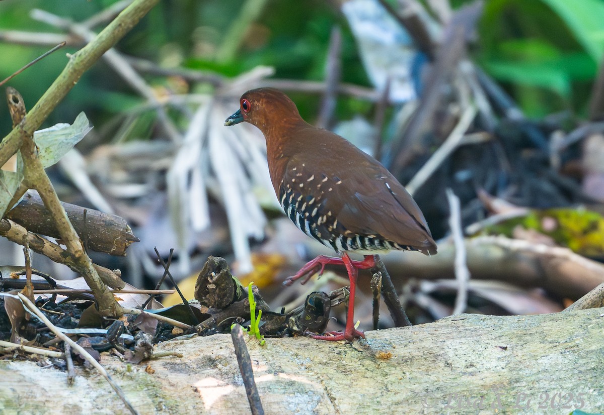 Red-legged Crake - ML643064089