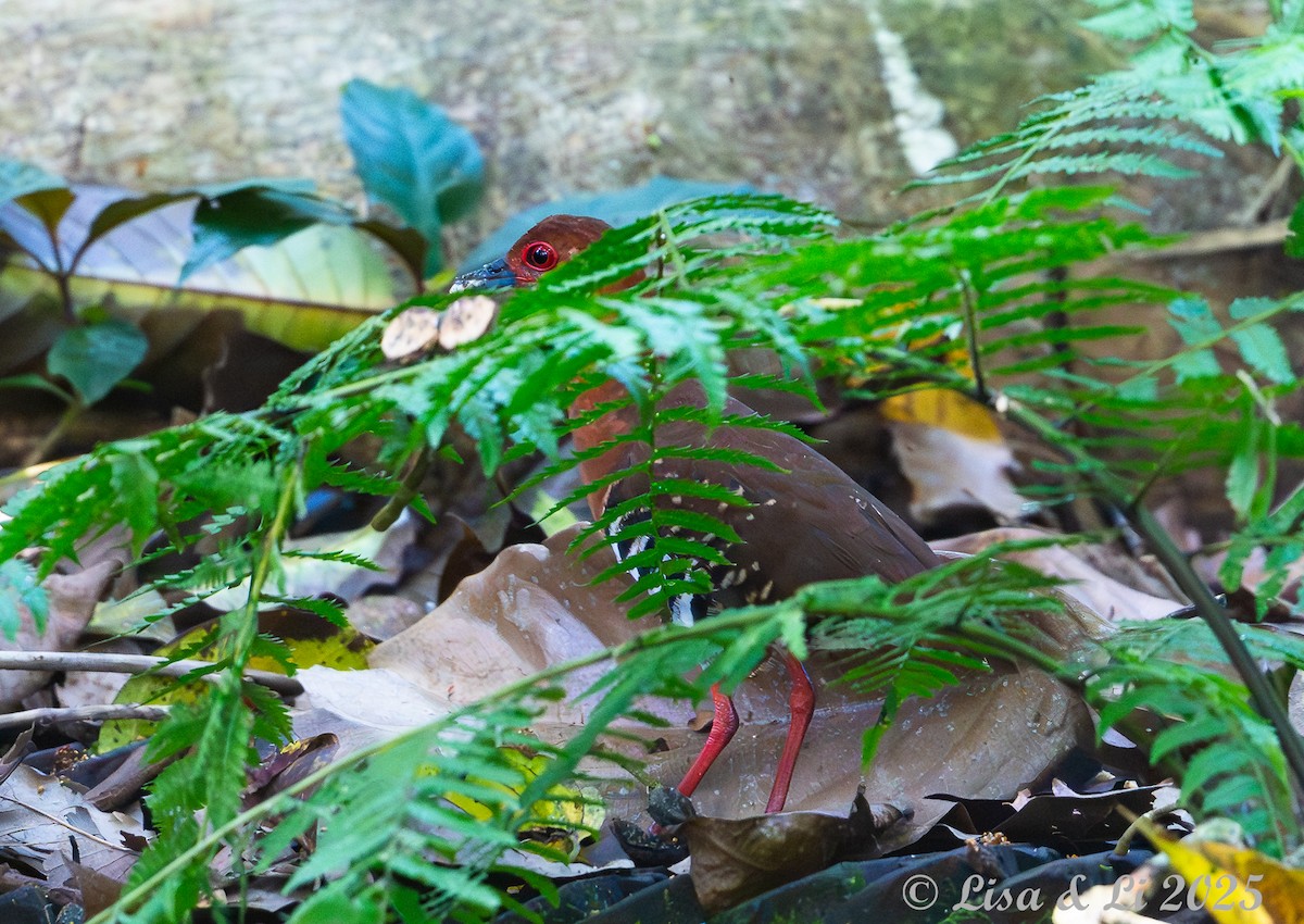 Red-legged Crake - ML643064090