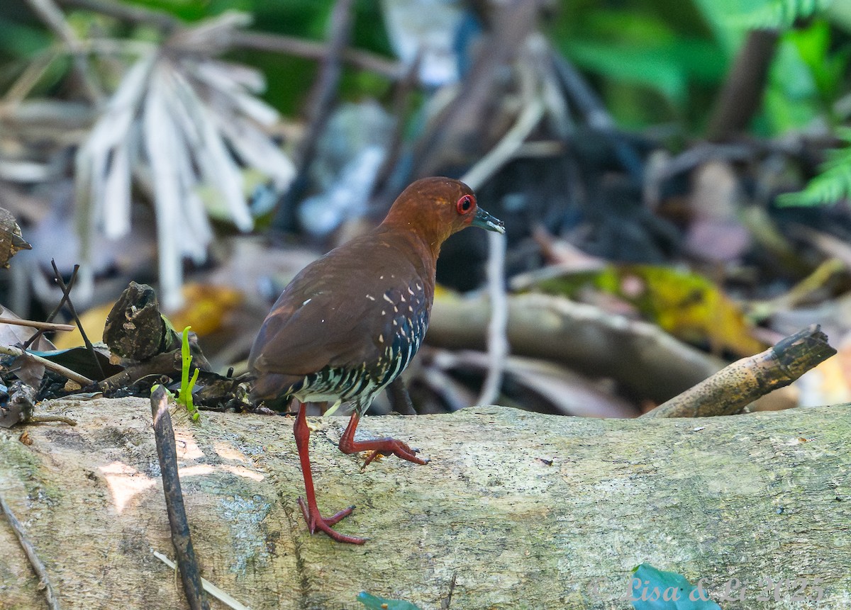 Red-legged Crake - ML643064091