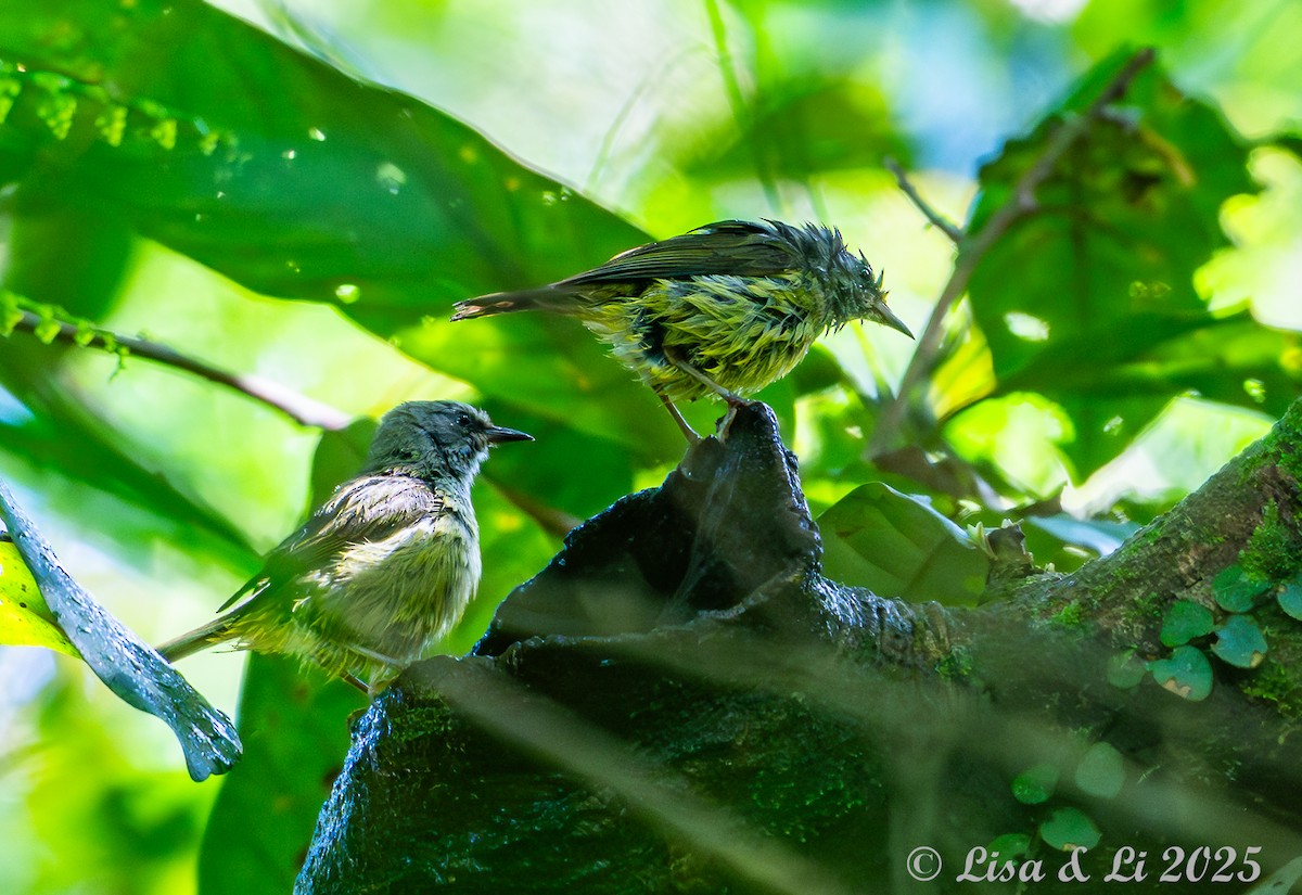 Javan Heleia - ML643064097