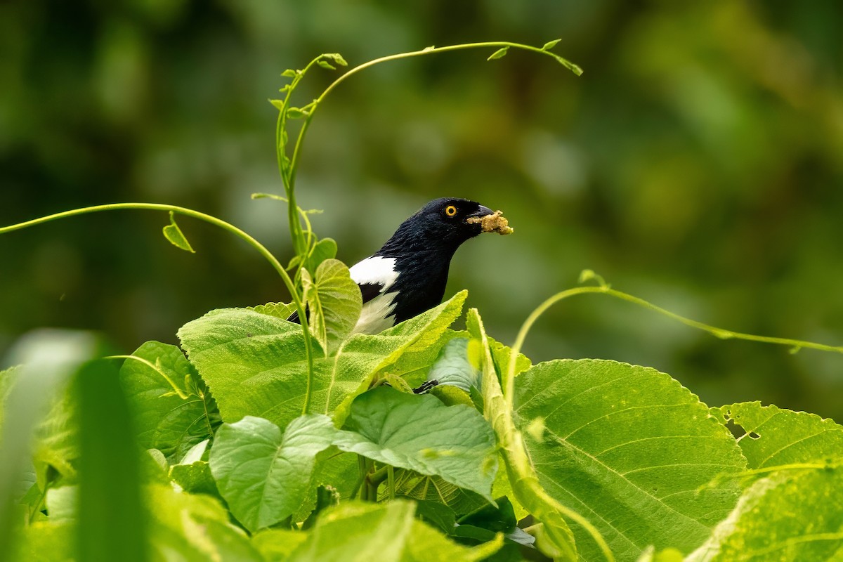 Magpie Tanager - ML643064107