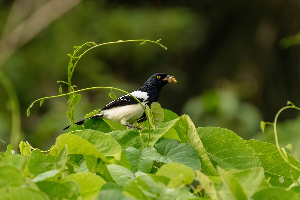 Magpie Tanager - ML643064108