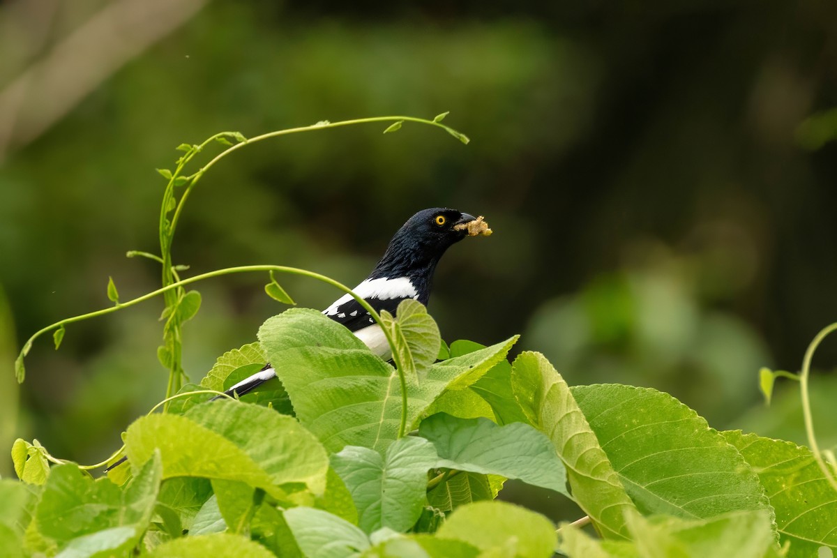 Magpie Tanager - ML643064109