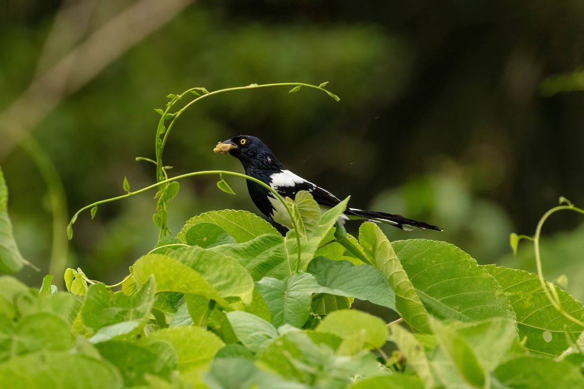 Magpie Tanager - ML643064110